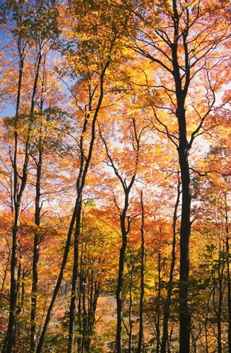 Johnsonburg Swamp Nature Conservancy Preserve, Warren County, NJ (SA).jpg